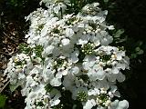 Candytuft white_2